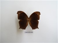 藏品(森林暮眼蝶)的圖片